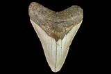 Fossil Megalodon Tooth - North Carolina #109896-1